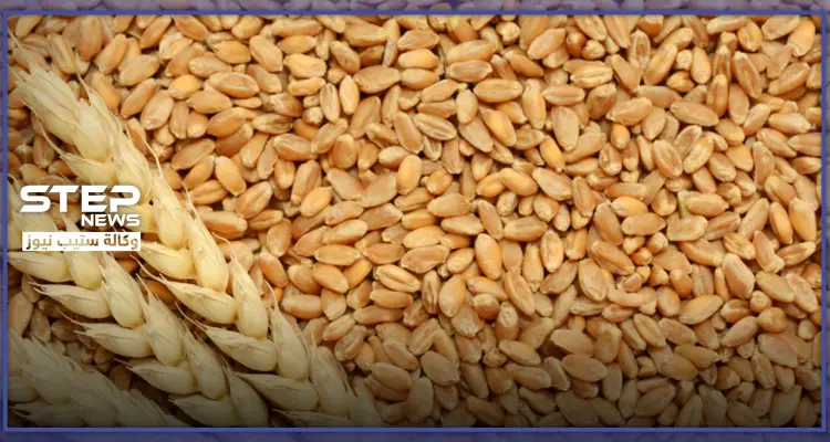 النظام السوري و"قسد" يتسابقان على شراء القمح من الفلاحين.. والسعر لا يعادل ربع دولار!: أخبار