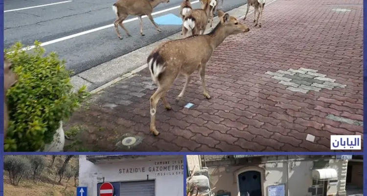 الحيوانات تغزو المدن بعد عزل الناس أنفسهم بالمنازل إثر جائحة كورونا: أخبار