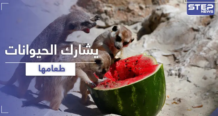 بالفيديو || مدرس صيني يأكل مع الحيوانات طعامها المفضل: أخبار