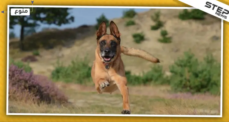 إقبال شديد على اقتناء كلاب من فصيلة "قاتل البغدادي" والخبراء يحذرون: أخبار