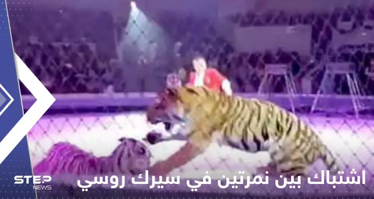 شاهد|| اندلاع معركة "شرسة" بين نمرتين في سيرك روسي يدفع المسؤولين لإيقاف العرض فوراً: أخبار