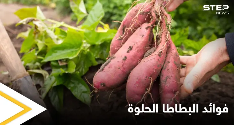 أبرز فوائد البطاطا الحلوة للمفاصل وعلاج الالتهابات: أخبار