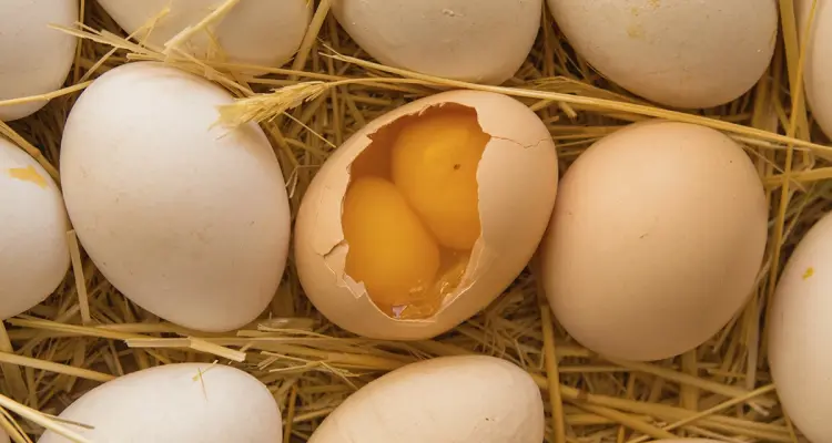 تفسير حلم البيض للعزباء والمتزوجة للشيخ النابلسي ... بشرة خير كبيرة: أخبار