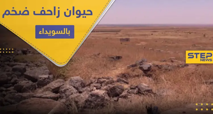 بالصور ظهور حيوان زاحف ضخم في بادية السويداء لأول مرة: أخبار