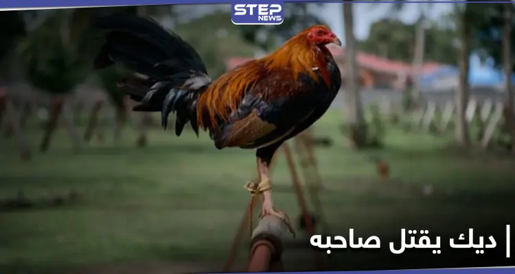 انقلب السحر على الساحر.. ديك مصارعة يقتل صاحبه طعناً بالهند والشرطة تتحفظ عليه بمركزها: أخبار