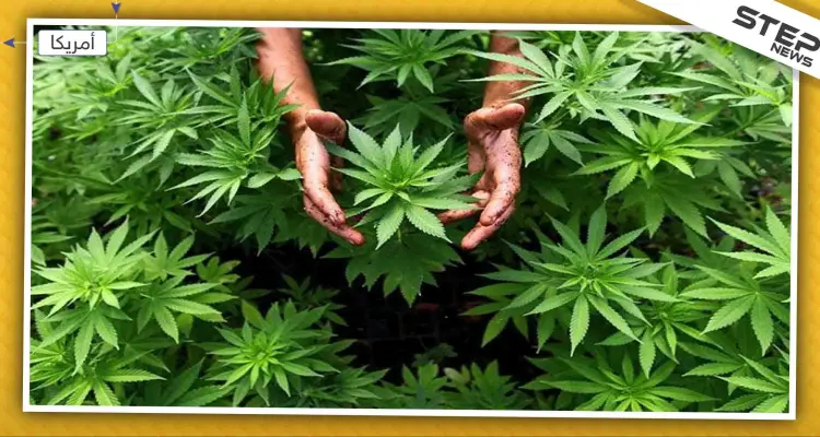 براتبٍ مغري شركة أمركية تحتاج لموظف يعمل من المنزل لاختبار جودة الحشيش!!: أخبار