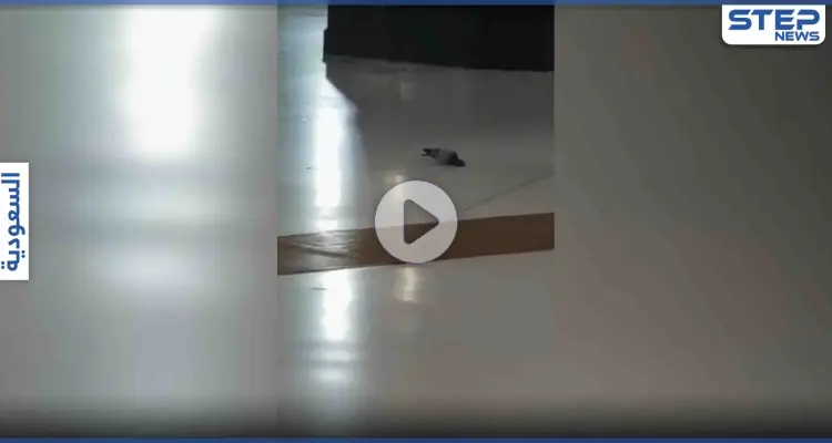 بالفيديو|| طائر وسط المسجد الحرام يقدم على فعل غير مسبوق أمام الكعبة: أخبار