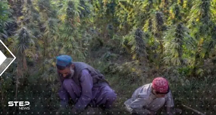 طالبان تصدر قراراً جديداً حول المخدرات من زراعتها إلى استهلاكها: أخبار