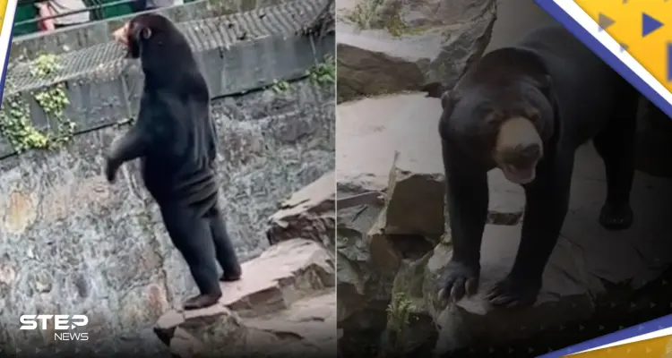 شاهد|| دب "شبيه بالإنسان" يثير جدلاً في الصين.. وحديقة حيوان توضح: أخبار