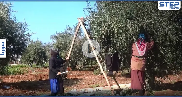 عدسة ستيب ترصد بدء موسم قطاف الزيتون شمال غرب إدلب وسط صعوبات يواجهها مزارعي المنطقة: أخبار