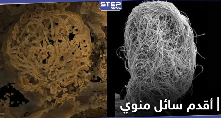 شاهد|| اكتشاف أقدم سائل منوي حيواني حتى الآن عمره 100 مليون عام!: أخبار