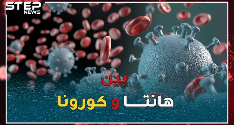 هل أنت خائف من كورونا!؟..استعد لتتعرف على فيروس هانتا القاتل المتجدد!: أخبار