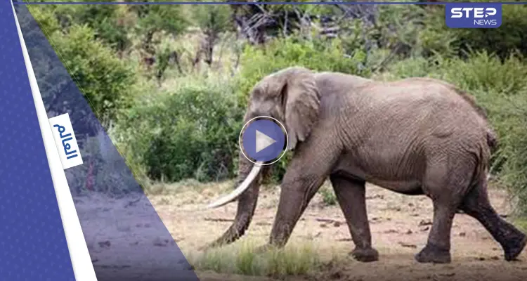 بالفيديو|| مشهد مروع.. فيل هائج يهاجم سيارة تقل مجموعة من المرشدين السياحيين ويسحق جانباً منها قبل أن يقلبها: أخبار