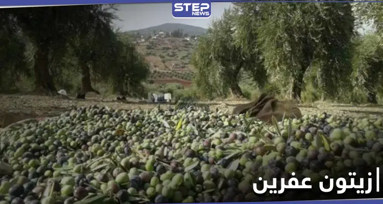 خاص|| فرض إتاوات على موسم زيتون أهل عفرين والرافض يُعاقب بقلع أشجاره: أخبار