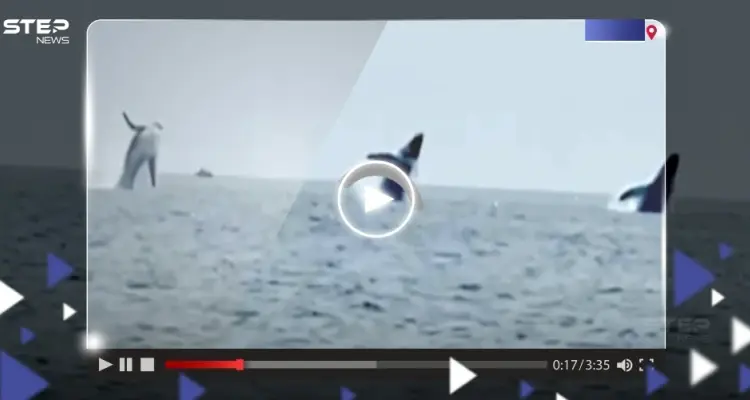 مشهد "نادر".. قفزة متزامنة لـ 3 حيتان بتناسق تام: أخبار