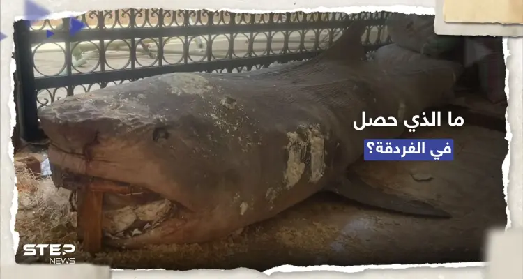 "القرش لا يُهاجم إلا نادراً".. عالمة تُجيب على 3 أسئلة تُفسّر حادثة الغردقة: أخبار