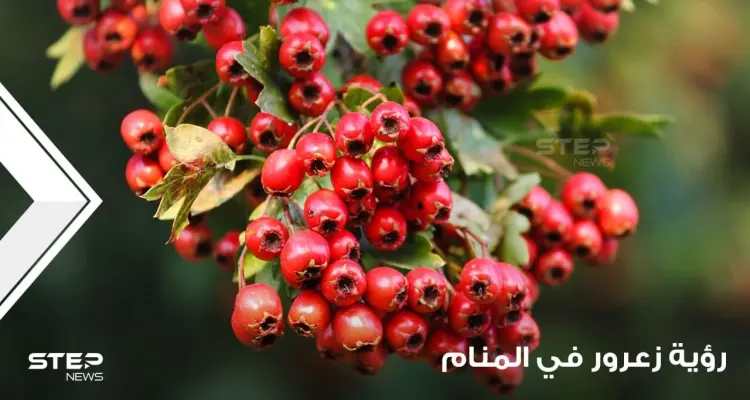 الزعرور في المنام شجرته وثمرته ودلالته عند المعبرين: أخبار