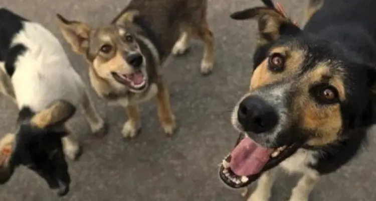 إذا كنتي حامل احذري تفسير رؤية الكلب في المنام لابن سيرين: أخبار