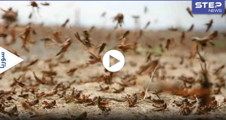 هاشتاغ الجراد يتصدر الترند.. وأسراب هائلة منه تغزو لبنان وسوريا وعدة دول عربية آخرى (فيديو): أخبار