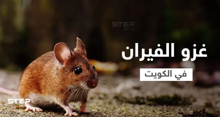 بالفيديو|| الكويت تواجه معضلة القوارض وهاشتاغ "غزو الفيران" يشعل المنصات ويحمل ذعر المواطنين ومخاوفهم: أخبار