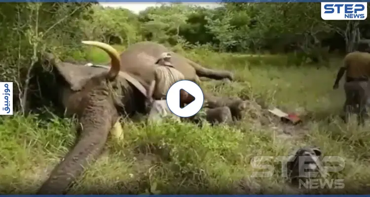 بالفيديو|| هل سبق وسمعت الفيل يشخر.. شاهد الفيل الأفريقي يغط بسبات عميق: أخبار