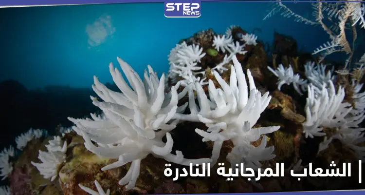 هل تنتصر الشعاب المرجانية النادرة في تايوان على مشروع بقيمة 2 مليار دولار وتوقفه: أخبار