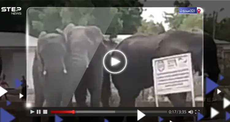 بالفيديو|| أفيال عطشى تقتحم مدينة في شمال الكاميرون.. ألحقت دماراً بها وخلفت قتيلين: أخبار