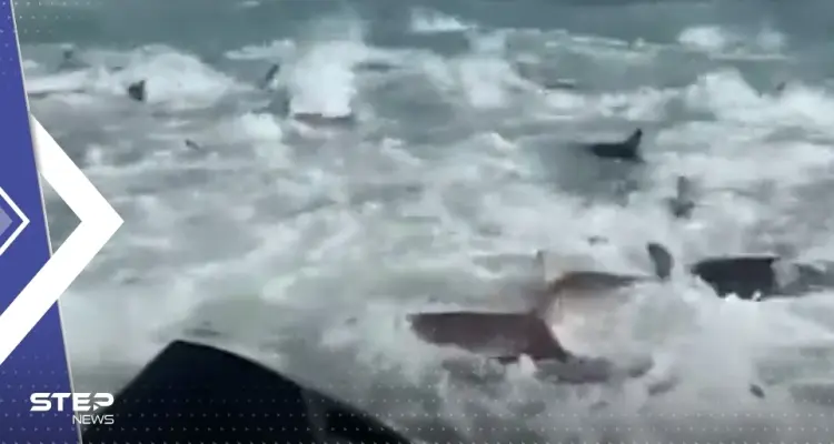 فيديو "مرعب" لمئات من أسماك القرش وهي تحاصر صيادين بأمريكا: أخبار