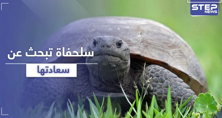 بالفيديو || لحظات مدهشة لسلحفاة تبحث عن سعادتها: أخبار