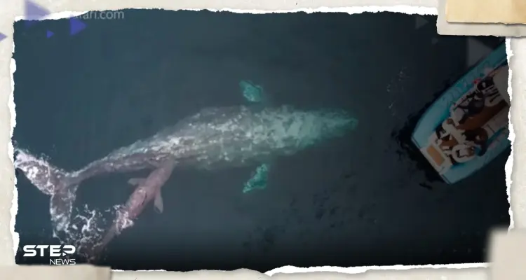 بالفيديو|| "لا تفسير له".. مغامر أسترالي يوثق تصرفاً "غريباً" من حوت في عرض البحر: أخبار