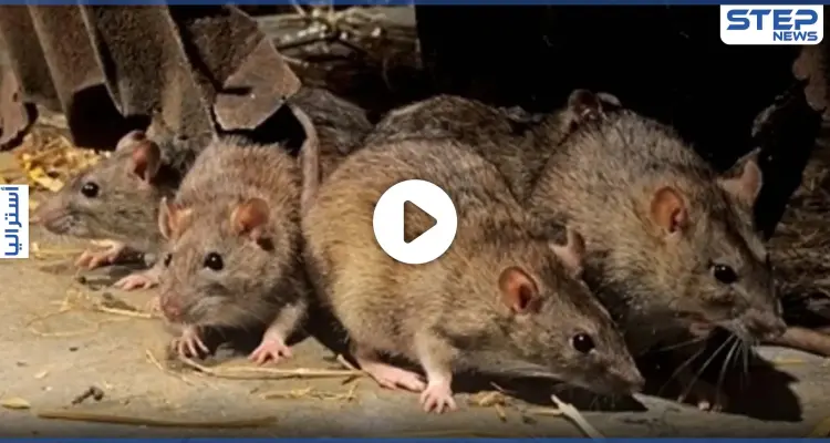 ولاية إسترالية تتعرض لغزو بشكل جنوني من آلاف الفئران.. ومناشدات للمساعدة (فيديو): أخبار