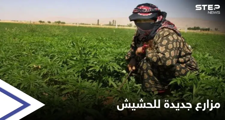 على أطراف البوكمال.. حزب الله اللبناني ينتظر موعد "حصاد الحشيش" في دير الزور: أخبار