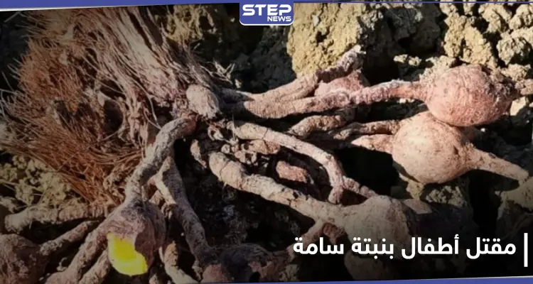 حادثة تهز طنجة.. نبتة "ضارة ونافعة" تودي بحياة طفلين مغربيين وتُسمم آخرين: أخبار