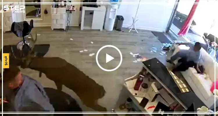 غزال يقتحم صالون للحلاقة ويحاول الخروج منه مثيرًا الرعب (فيديو): أخبار