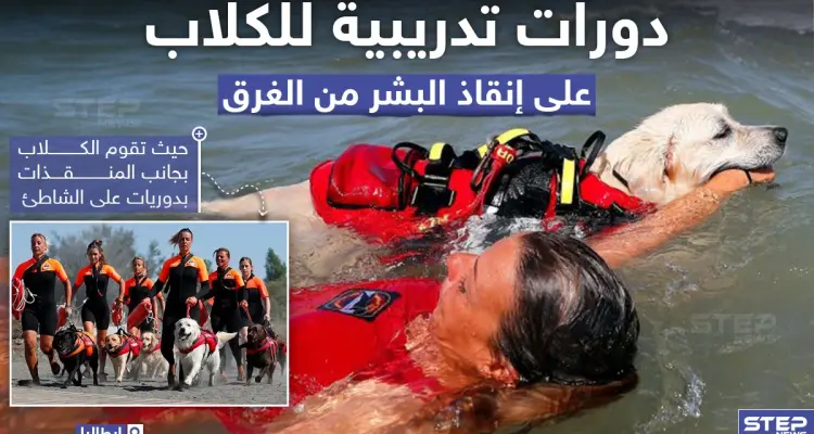 دورات تدريبية للكلاب على إنقاذ البشر من الغرق: أخبار