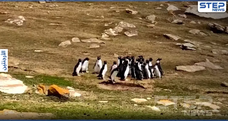 بالفيديو|| بطاريق تتبادل المعلومات حول الطريق في جزر فوكلاند وكاميرا ترصد المشهد الغريب: أخبار
