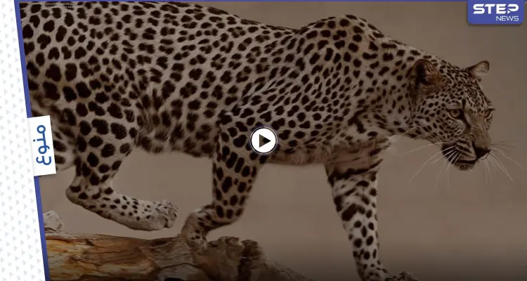 ولادة نمر عربي نادر مهدد بالانقراض في السعودية.. والهيئة الملكية للعلا تعلق على هذا الحدث (فيديو وصور): أخبار