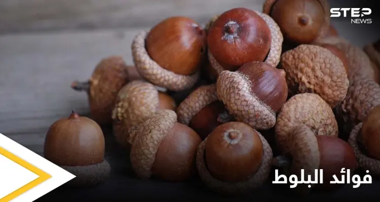 منها إمداد الجسم بالطاقة.. تعرف على أهم فوائد البلوط: أخبار