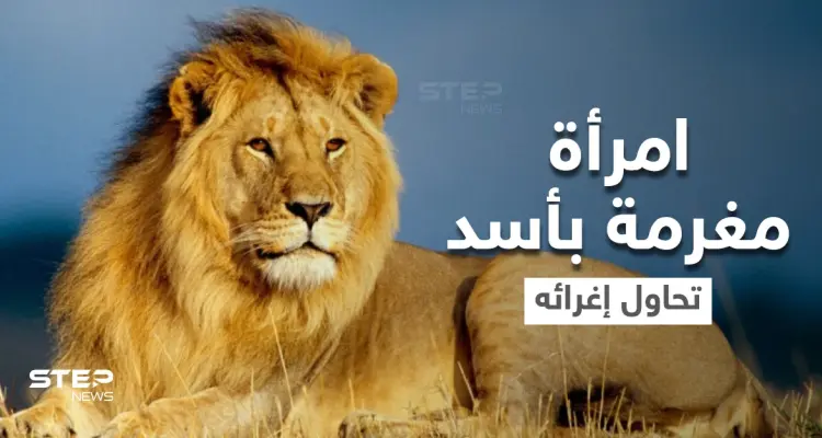 بالفيديو|| امرأة مغرمة بأسد تخترق حاجز الحديقة وتتمايل أمامه بفستان أحمر وباقة من الورد وتغريه بأموالها: أخبار