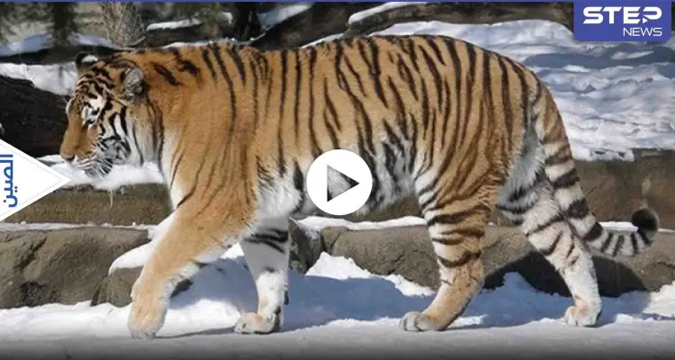 بالفيديو|| نمر سيبيري بري يهاجم سيارة قروي صيني ويلحق الضرر بآخر.. وإدارة الغابات تتدخل: أخبار