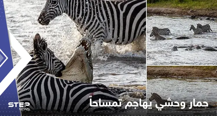 شاهد|| بحادثة مثيرة للدهشة.. حمار وحشي يغرق أسنانه في حلق تمساح كان يتربص به: أخبار