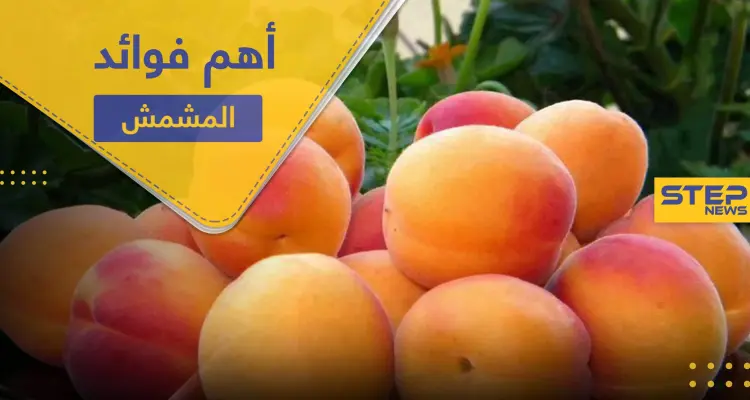 فوائد المشمش قبل النوم منها تقوية المناعة.. إليك 10 فوائد للمشمش: أخبار