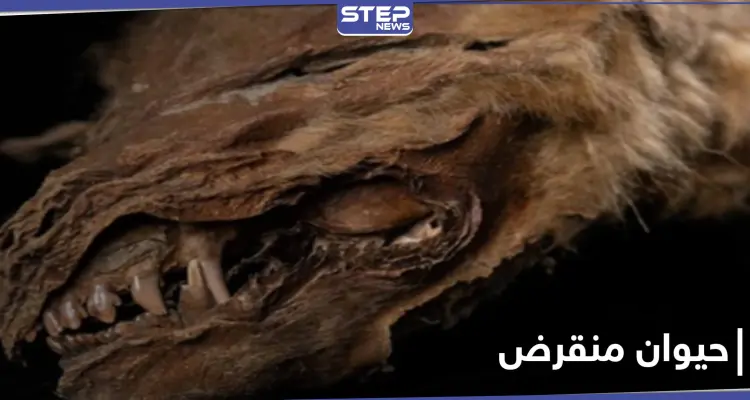 بالصور|| علماء يكتشفون حيوان عاش قبل 57 ألف عام.. "زيهور" ذو الملامح المخيفة: أخبار