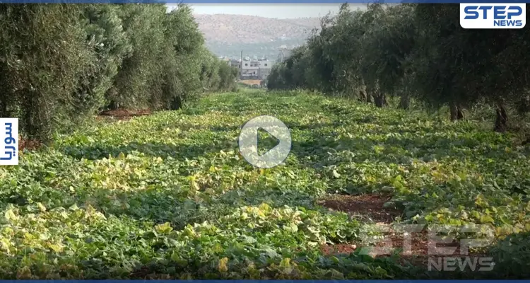 شاهد الصعوبات التي يواجهها مزارعي شمال إدلب أثناء جني المحاصيل الصيفية: أخبار