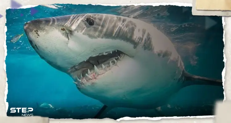 بالفيديو|| هجوم سمكة قرش على سيدة في مصر.. والسلطات تتحرك: أخبار