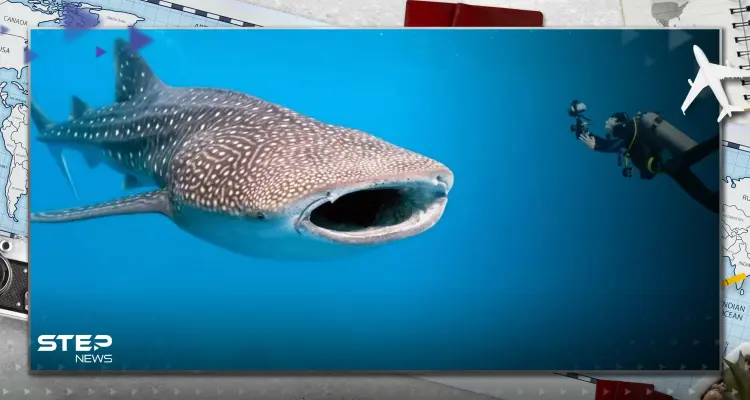 شاهد|| من جديد.. "القرش الحوتي" الضخم يظهر في شاطئ بمصر: أخبار