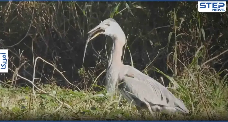 بالفيديو|| مشهد نادر.. طائر يأكل تمساحا صغيرا ويبتلعه بالكامل قرب إحدى بحيرات فلوريدا: أخبار
