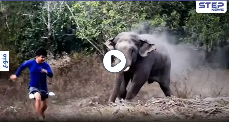 بالفيديو|| فيل بري غاضب يطرد الشرطة دفاعاً عن رفاقه بعد دخولهم إلى قرية تايلندية: أخبار