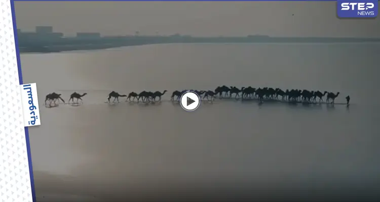 بالفيديو|| مشهد مبهر لقافلة من الإبل تشق مياه البحر في شاطئ القنع غرب السعودية: أخبار