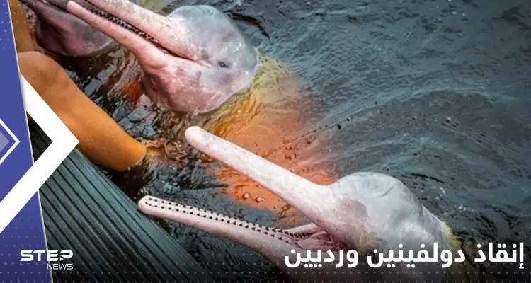 باستخدام القوارب والطائرات المسيرة.. النجاح في إنقاذ دولفينين ورديين مهددين بالانقراض (فيديو): أخبار
